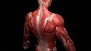 fascia and muscles of back [upl. by Ahsim962]