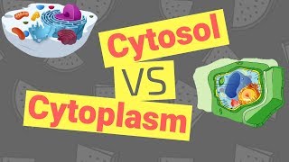 Cytosol vs Cytoplasm  Whats the Difference [upl. by Guthrey]