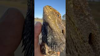 Moving an Eastern Bearded Dragon Pogona barbata off the road in NSW AUSTRALIA fyp australia [upl. by Marra]