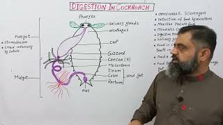 Digestion In Cockroach UrduHindi Medium profmasoodfuzaildigestionininsects [upl. by Ynnahc]