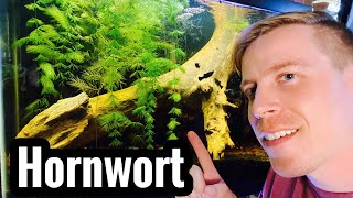 Hornwort Plant Care Tips [upl. by Pippy]