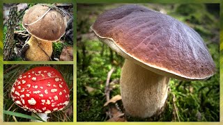 Neuer Wald neues Glück🍀🍄 Traumhafte Pilz Funde Steinpilze und mehr  Teil 2 September 2023 [upl. by Ayotahc181]