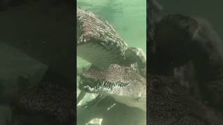 Nile Crocodiles Eating gatorland nilecrocodile crocodiles [upl. by Evered]