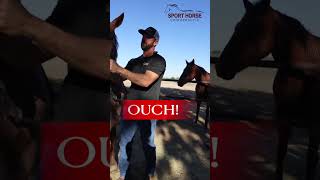 This horse had a very sore neck horse animalchiropractic chiropractic [upl. by Meean]