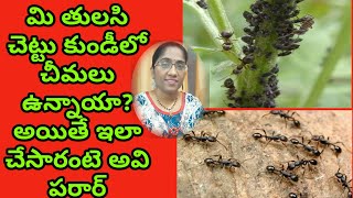 how to remove ants from plantsAnts in tulsi plantants in plants potsin telugutulasi mokka [upl. by Schertz]