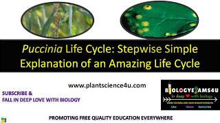 Life cycle of Puccinia graminis Step wise Simple Explanation [upl. by Thor]