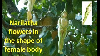 Narilatha flowers in the shape of female body  Mysterious Tree [upl. by Trammel]