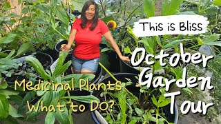 October Garden Medicinal Plants for Self Care [upl. by Sweyn181]