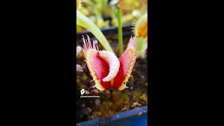 Best Carnivorous Plant videos of Spring 2024 [upl. by Anrahs159]