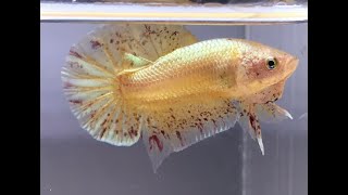 Betta fish shows an aggressive demeanor [upl. by Nosral]