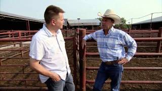 Cattle Sale Barn  Americas Heartland [upl. by Profant741]