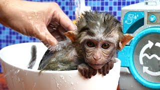 Baby monkey Ben Ben bath in the bathtub and playing with the Chuppy So cute [upl. by Sheehan213]