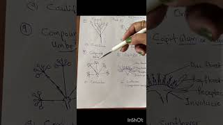 Types of Racemose InflorescenceCorymbUmbelCompound UmbelCapitulumtrending [upl. by Eisak]