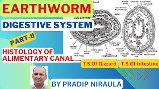 EARTHWORM HISTOLOGY OF ALIMENTARY CANAL II CLASS 11 II ZOOLOGY II NEB II CEE II PRADIP NIRAULA [upl. by Haywood]