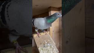 One Of The BEST Pigeons Of My Loft shorts [upl. by Bascomb706]