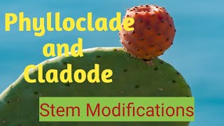 Stem Modifications Phylloclade and Cladode phyllocladecladodephyllode [upl. by Wilburt]