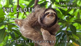 🦥 Sloth The Slow Moving Marvels 🦥 [upl. by Gleda]