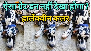 ग्रेट डन नहीं देखा होगा हार्लेक्वीन कलर में petsiconvaranasi dogbreed pets breed dog puppy [upl. by Marelda]