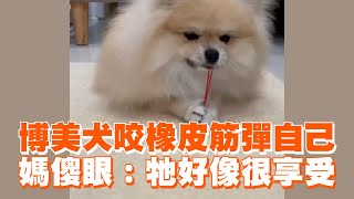 博美犬咬橡皮筋彈自己 媽傻眼：牠好像很享受｜寵物動物｜狗｜精選影片 [upl. by Chavez]