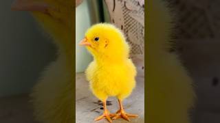 Wow cutie color colour chicken chick Hen Baby melodious sound birds wildlife [upl. by Munafo]