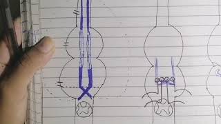 Internal structure of medullapart 1 neuroanatomy [upl. by Mettah]