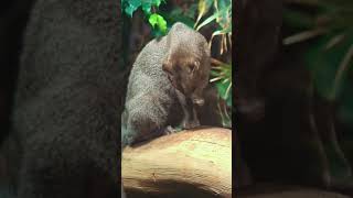 Jaguarundi A cute and at the same time strong creature shorts [upl. by Akeemat]