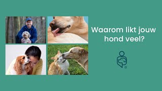 Mijn hond likt veel Wat kan ik doen [upl. by Scevour]