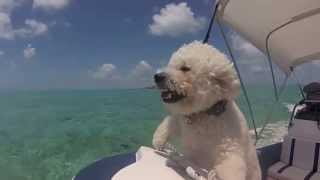 Bichon Puppies in the Bahamas [upl. by Stafford481]