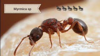 Myrmica spСодержание и интересные факты [upl. by Unam161]