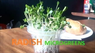 Eating RADISH MICROGREENS Grow from Seeds [upl. by Bilbe]