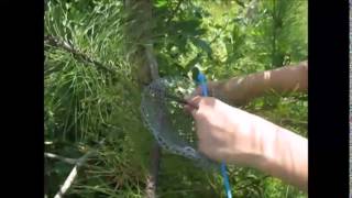 How to Build a Mourning Dove Nest [upl. by Ayikin]