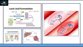 Lactic Acid Fermentation [upl. by Einot]