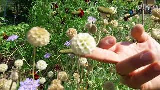 Scabiosa cretica unerbacea meravigliosa [upl. by Crescint]