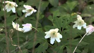 Anemone nemorosa  Buschwindröschen Wood Anemone Windflower [upl. by Ainival]