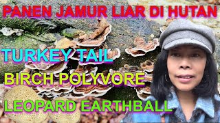 PANEN 3 JENIS JAMUR LIAR DI HUTAN [upl. by Armmat861]