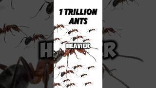 1 Trillion Ants 🐜 vs a Whale 🐋—Who’s Heavier [upl. by Nitsirk]