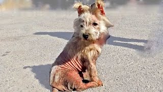 Poor Mangy Pup That Gave Up Hope Rescued by Viktor Larkhill Extreme Rescue Given A New Life [upl. by Hutt]