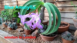 The Plant Traveller Blue Amaryllis Worsleya procera [upl. by Eillat]