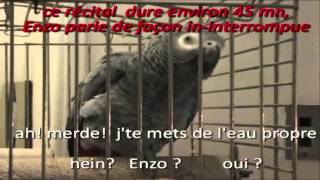 enzo perroquet parleur [upl. by Claudianus]