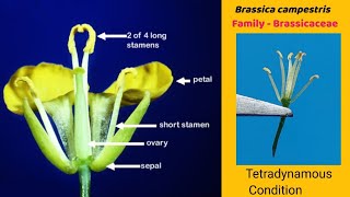 Brassica campestris  Dissection of Mustard flower  Family Cruciferae  Family Brassicaceae [upl. by Delmor]