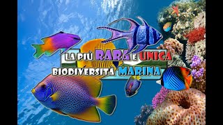 La più RARA e UNICA Biodiversità Marina [upl. by Ardnasyl]