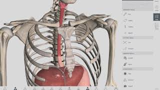 Esophageal Sphincters  Anatomy [upl. by Mcdade]