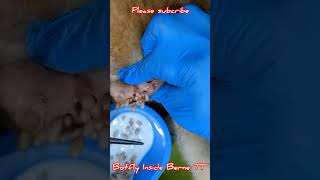 removal mangoworms on Dog 🐶🐕 cat dog wormremoval [upl. by Eenat]