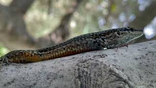 Podarcis virescens  lagartija verdosa  Geniezs wall lizard [upl. by Gerald]