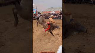 JARIPEO EXTREMO MONTA DRAMÁTICA PARA CHAPARRO DE NAYARIT😱😱🔥 jaripeo shorts [upl. by Valda]