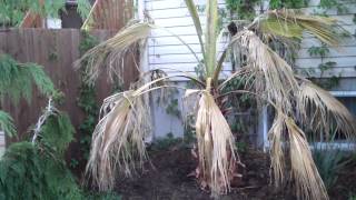 WASHINGTONIA ROBUSTA WITH TRANSPLANT SHOCK RESULT [upl. by Aket]