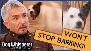 Pup Whos Been Barking for 6 Years  Full Episode  S9 Ep3  Dog Whisperer With Cesar Millan [upl. by Onailil324]