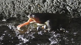 A Toads Tongue in Slow Motion [upl. by Harwill]