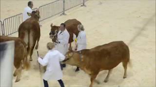 Crowds enjoy Staffordshire County Show 2018 [upl. by Ylenats]