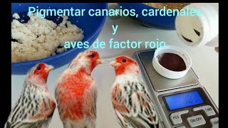 como pigmentar canarios de factor rojo [upl. by Laurens]